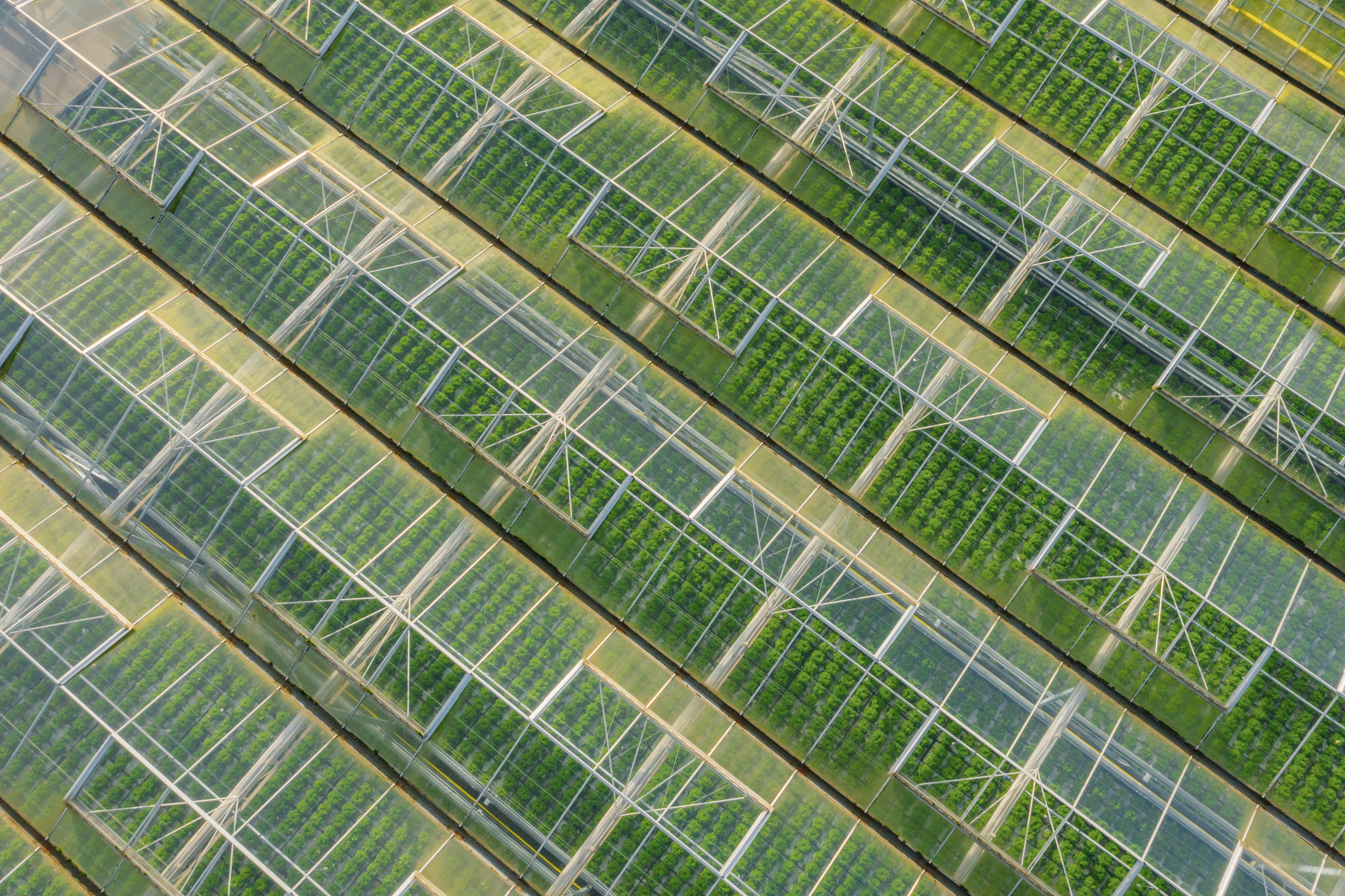 Alabama Awards Two Additional Cannabis Cultivation Licenses